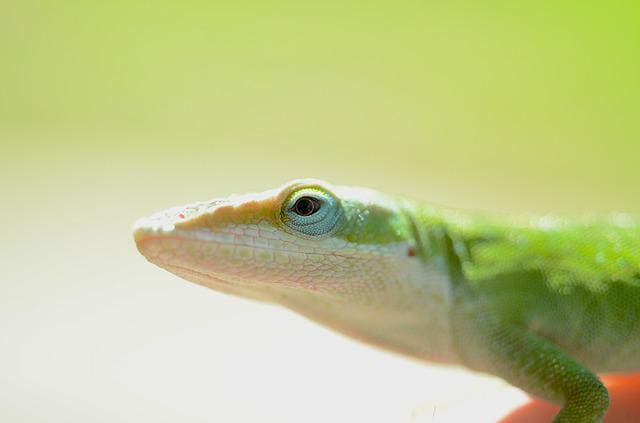 Anole Lizard