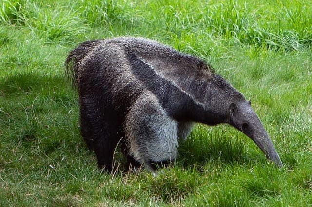 anteater