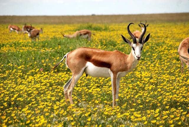 antelope