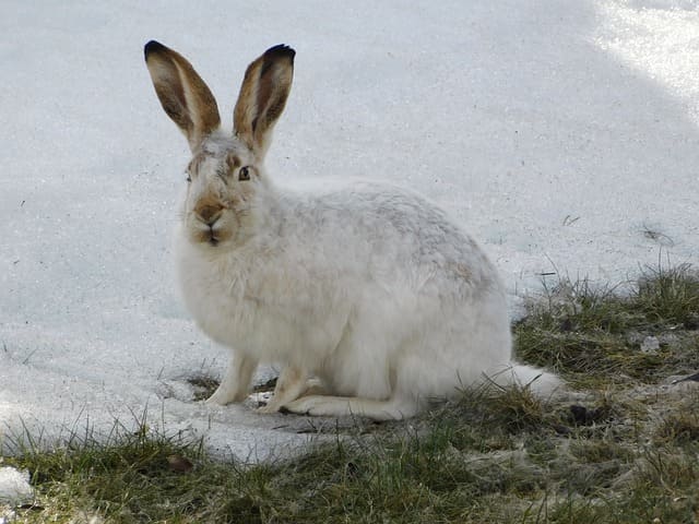 Arctic hare