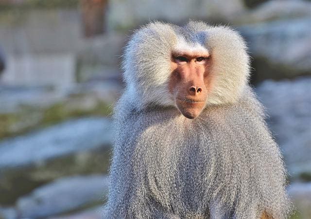 baboon