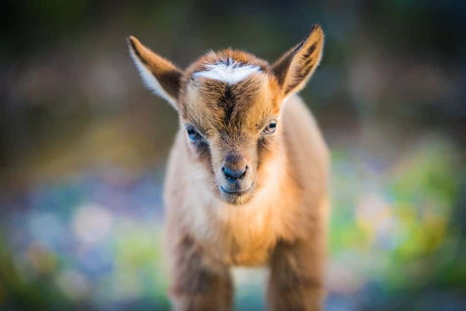 a baby pigmy goat