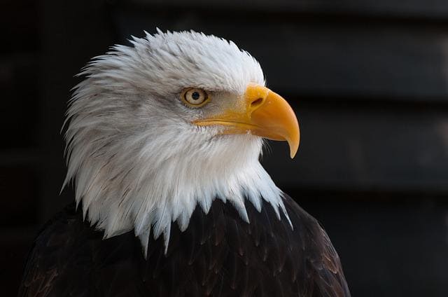 bald eagle