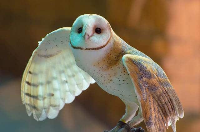 barn owl