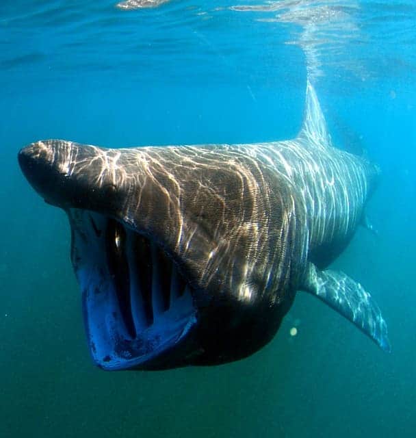 basking shark