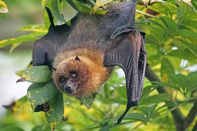 bat