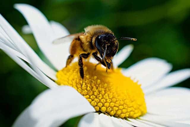 bee