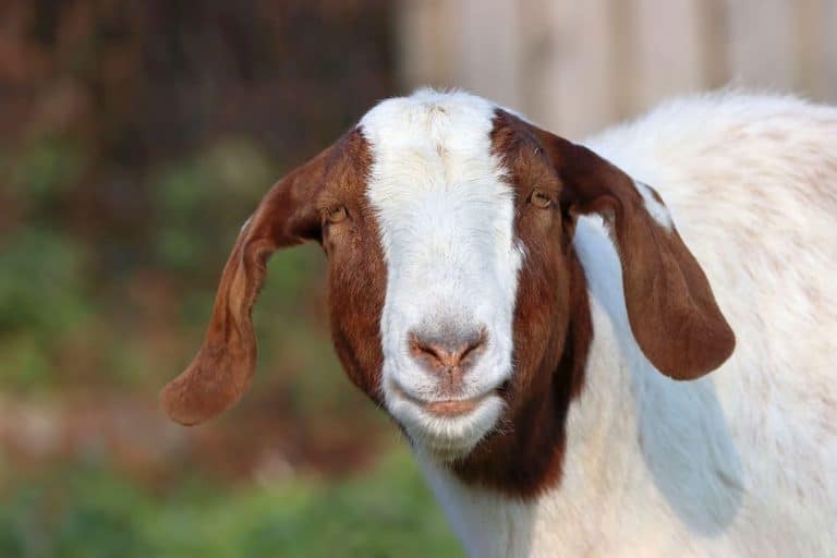 12 Goat Breeds You Can Keep As Pets The Pet Savvy