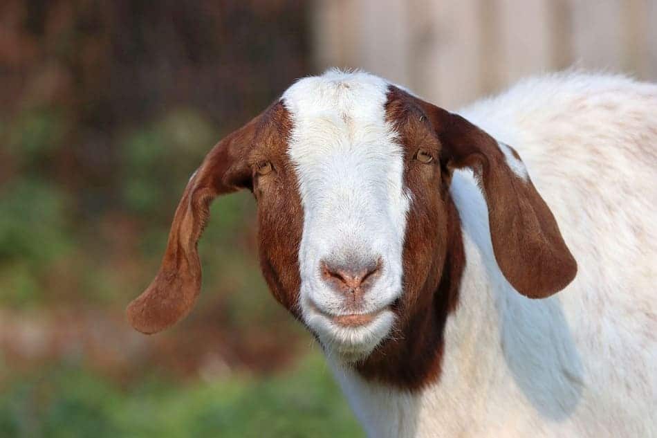 boer goat