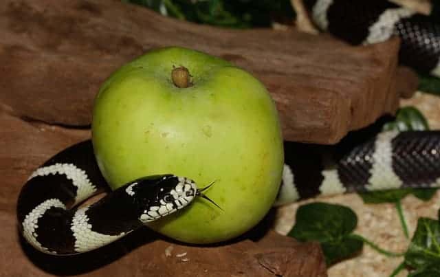 california kingsnake