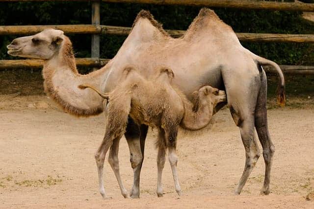 nursing camel