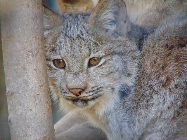 canada lynx