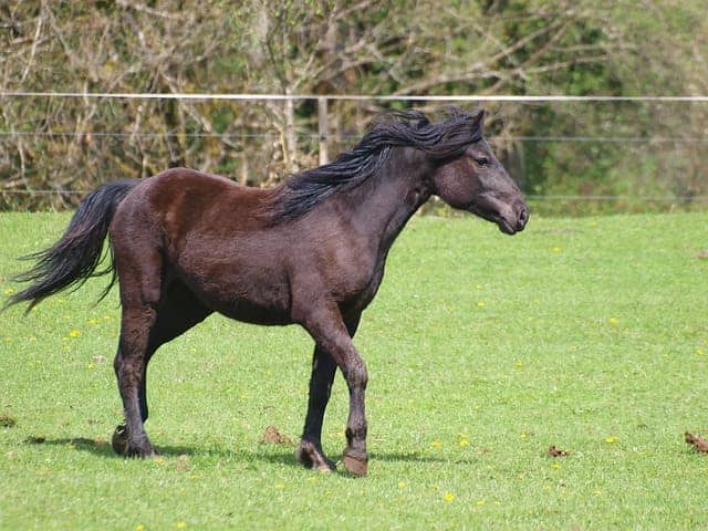 canadian horse