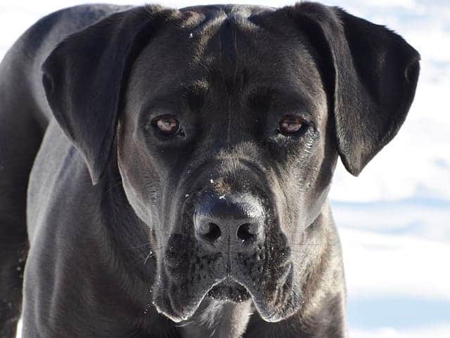 cane corso