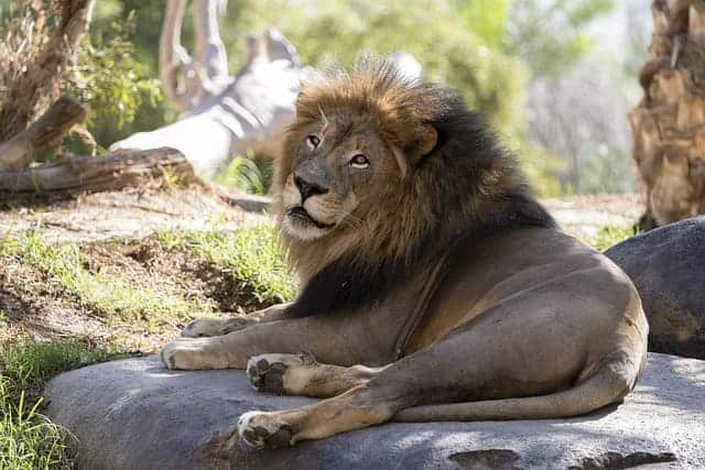 cape lion