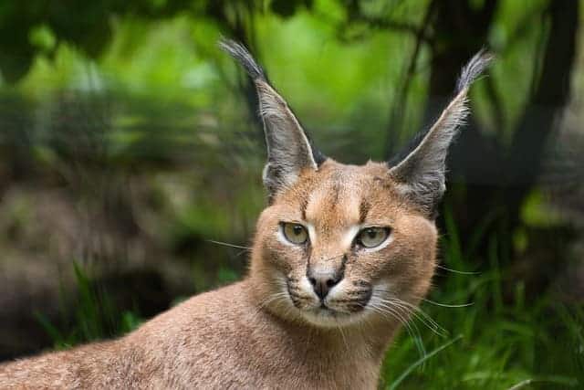 caracal