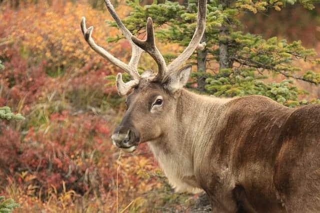 caribou