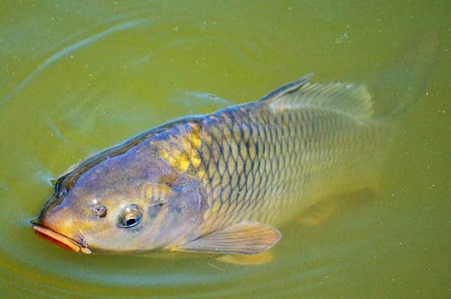 carp fish