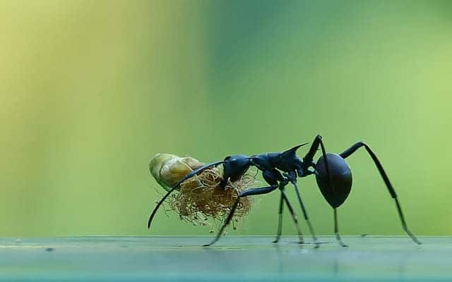 carpenter ant