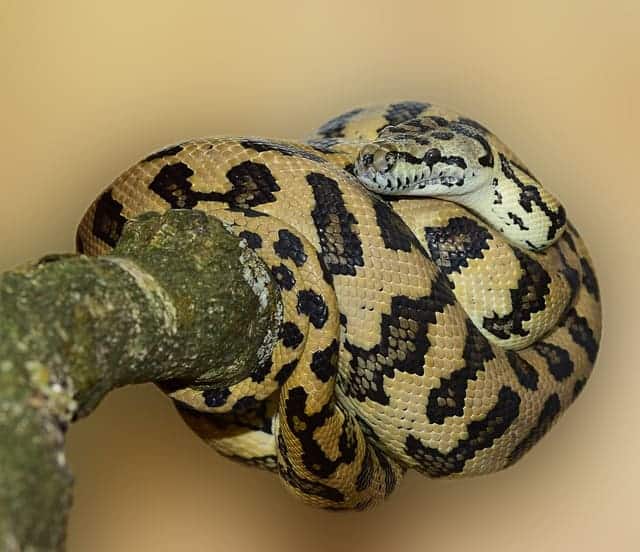 carpet python