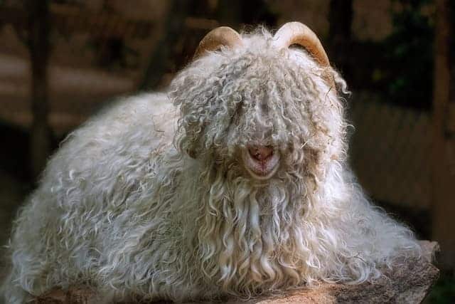 cashmere goat