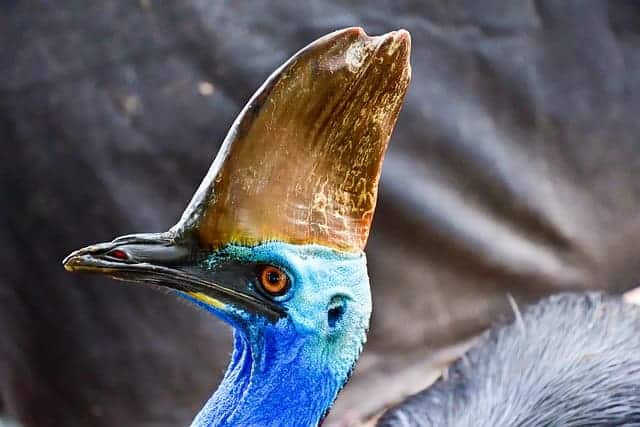 cassowary