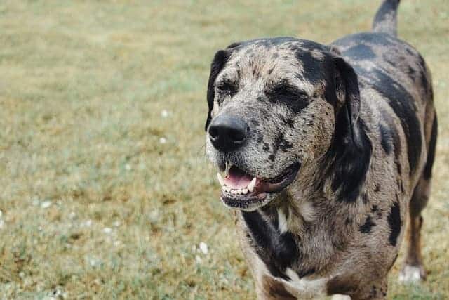 catahoula leopard dog