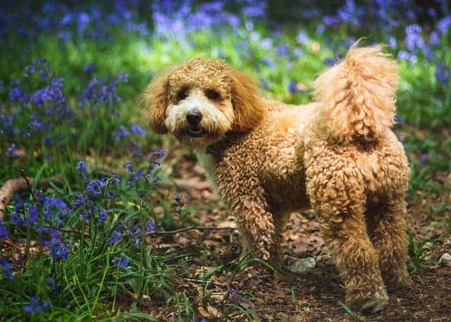 cavapoo