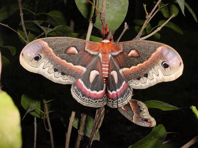 cecropia moth