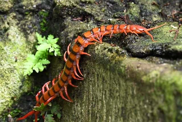 centipede