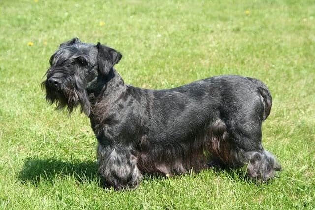 cesky terrier