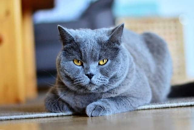 chartreux cat