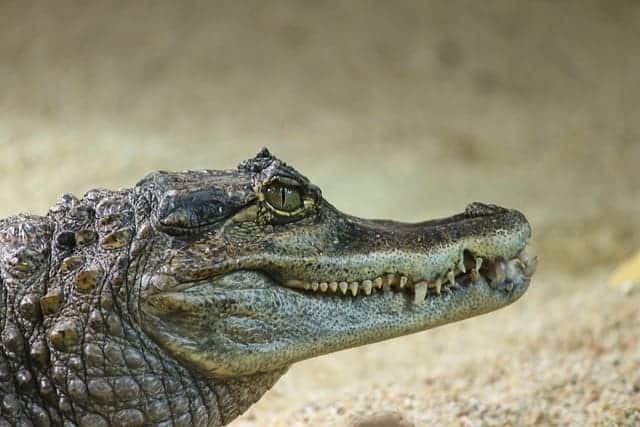 a caiman