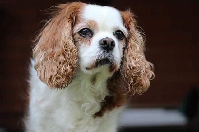 king charles cavalier