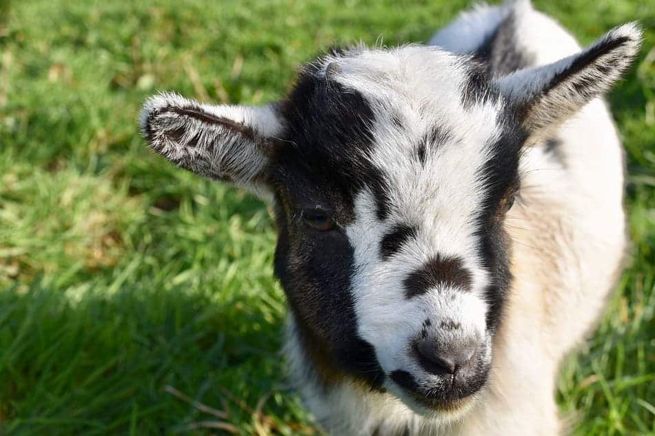 mini myotonic goat