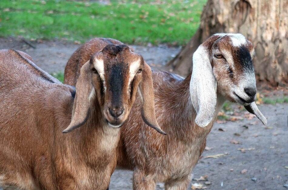 nubian dwarf goats