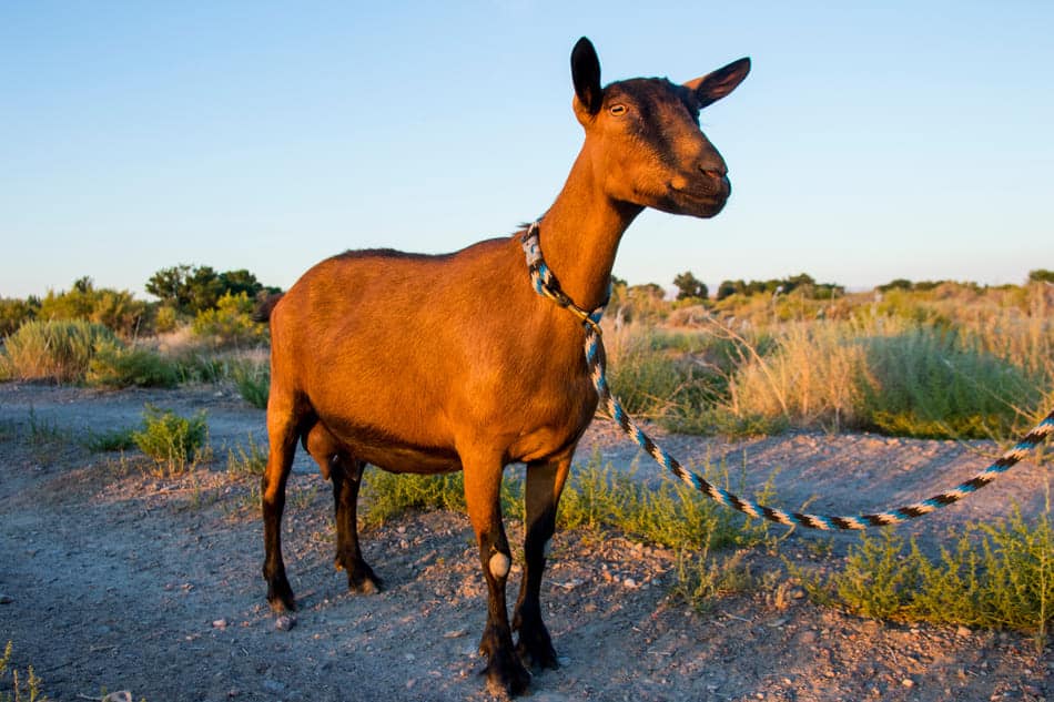 oberhasli goat