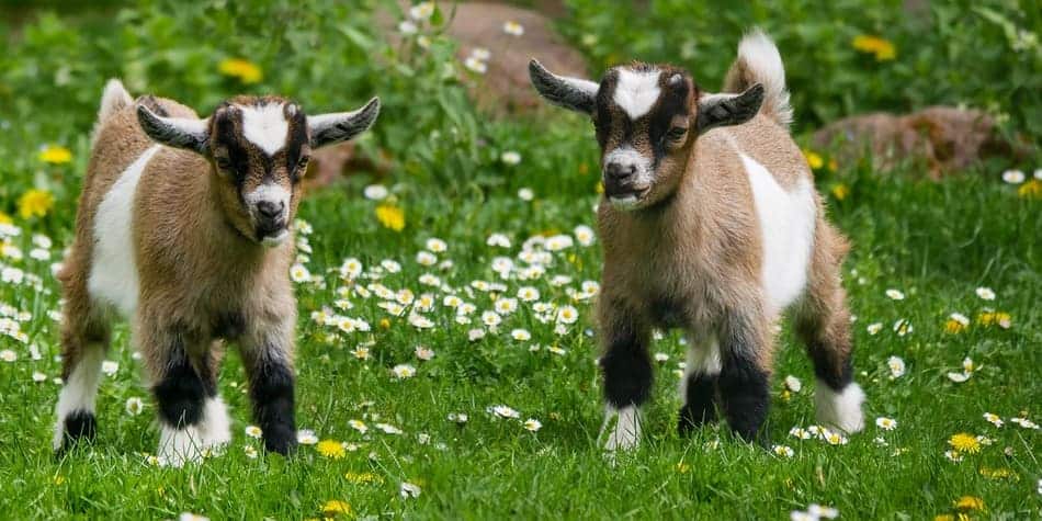 two pigmy goats