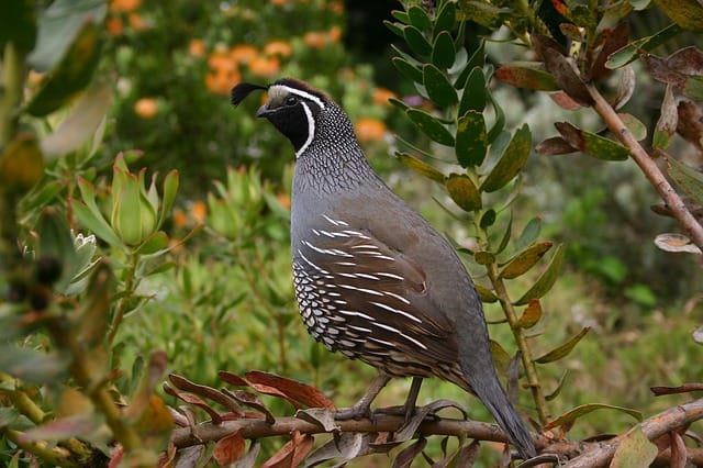 quail