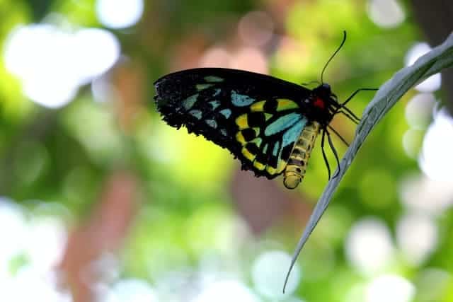 queen alexandra's birdwing