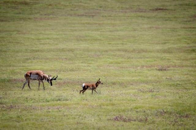 queen of sheba's gazelle