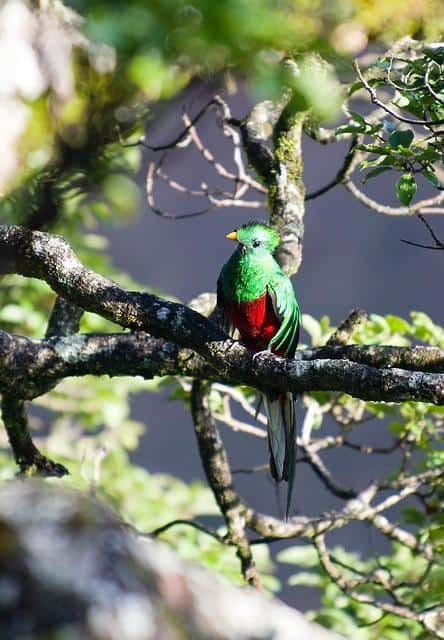 quetzal