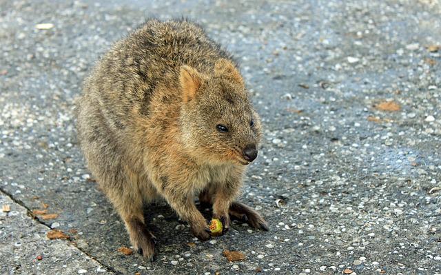 quokka