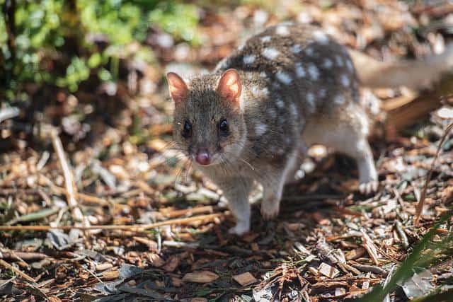 quoll