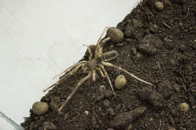 camel spider