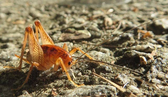 camel cricket