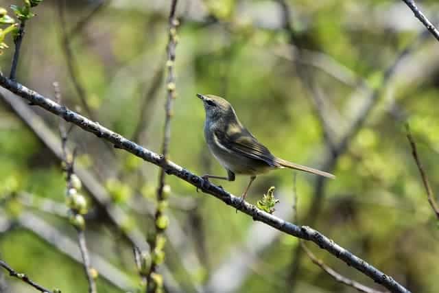 uguisu japanese bush warbler