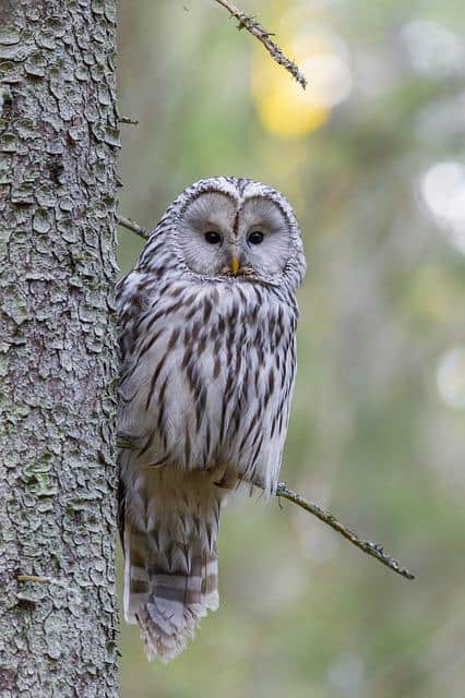 ural owl