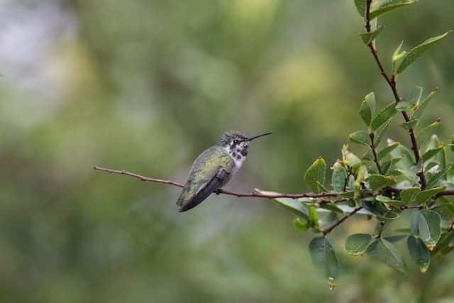 xantus's humminbird