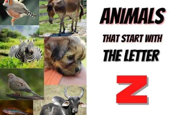 animals that start with the letter Z